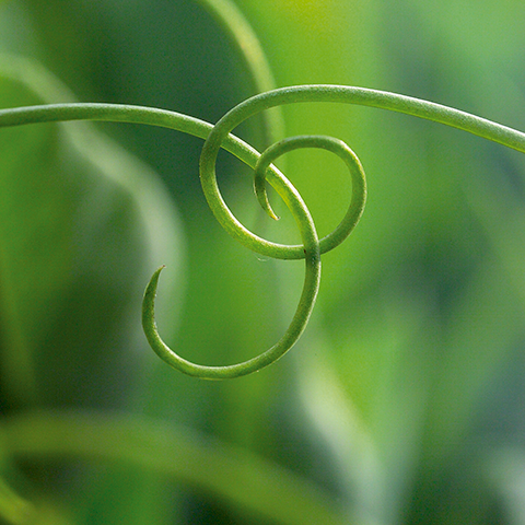 Ärtor & Åkerbönor