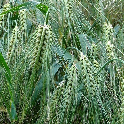 Korn