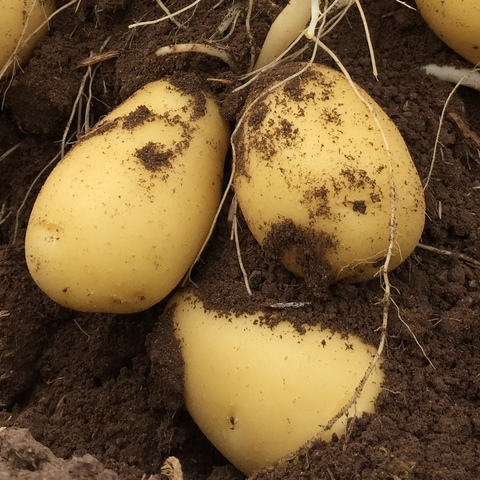 Potatis
