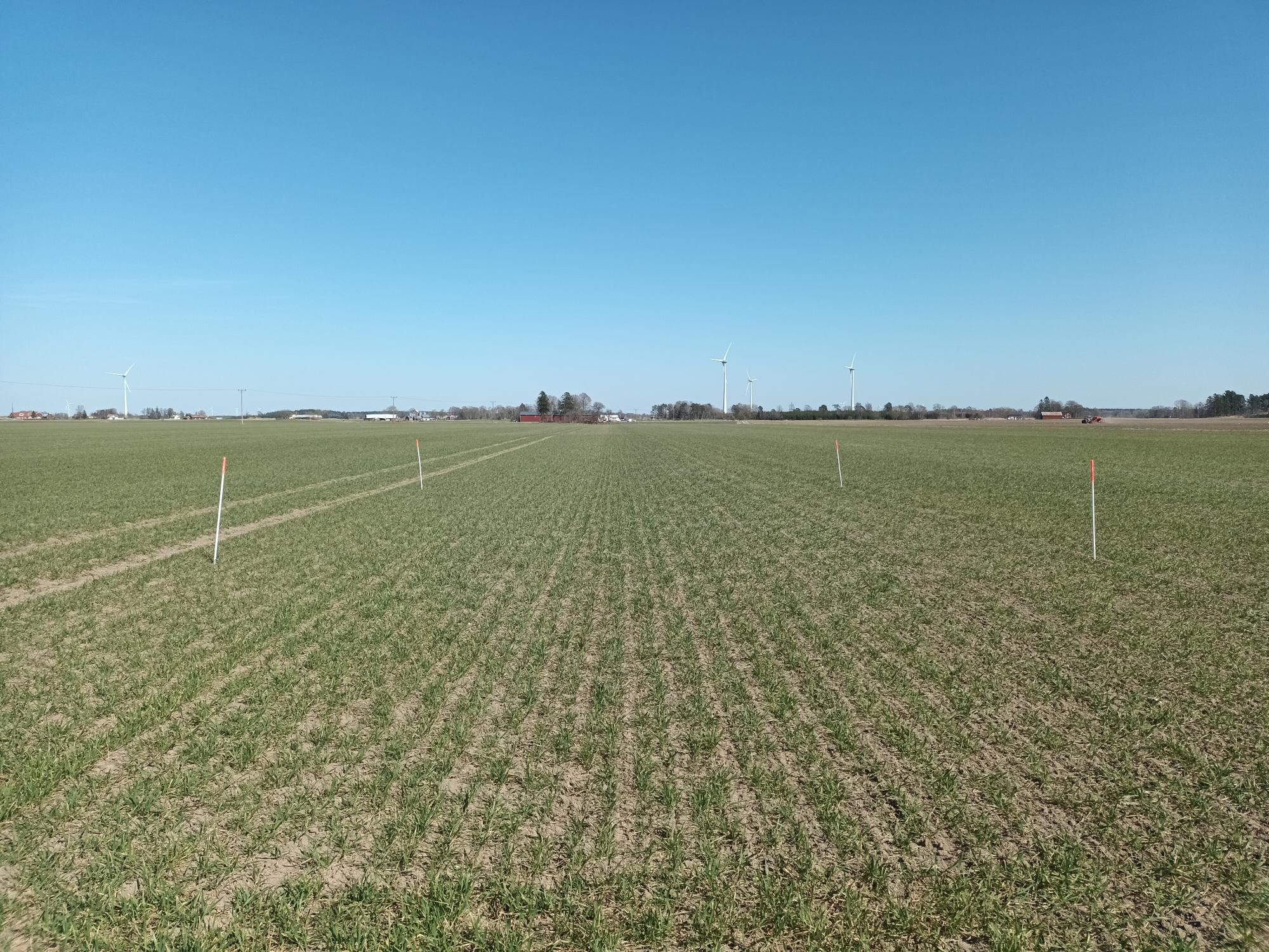 Höstvete v 16 Bjertorp, Västra Götaland