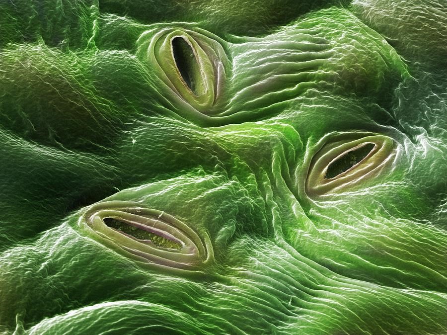  Växtens spaltöppningar 