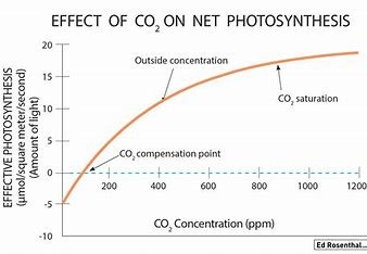 Optimal CO2-nivå i fotosyntesen