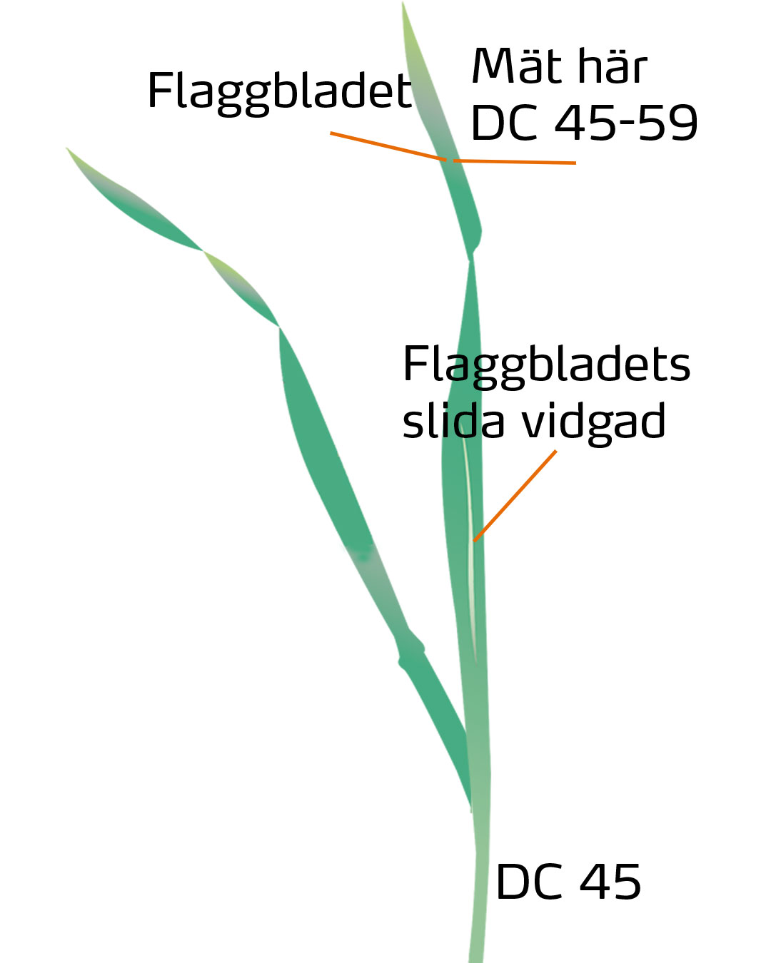 DC 45