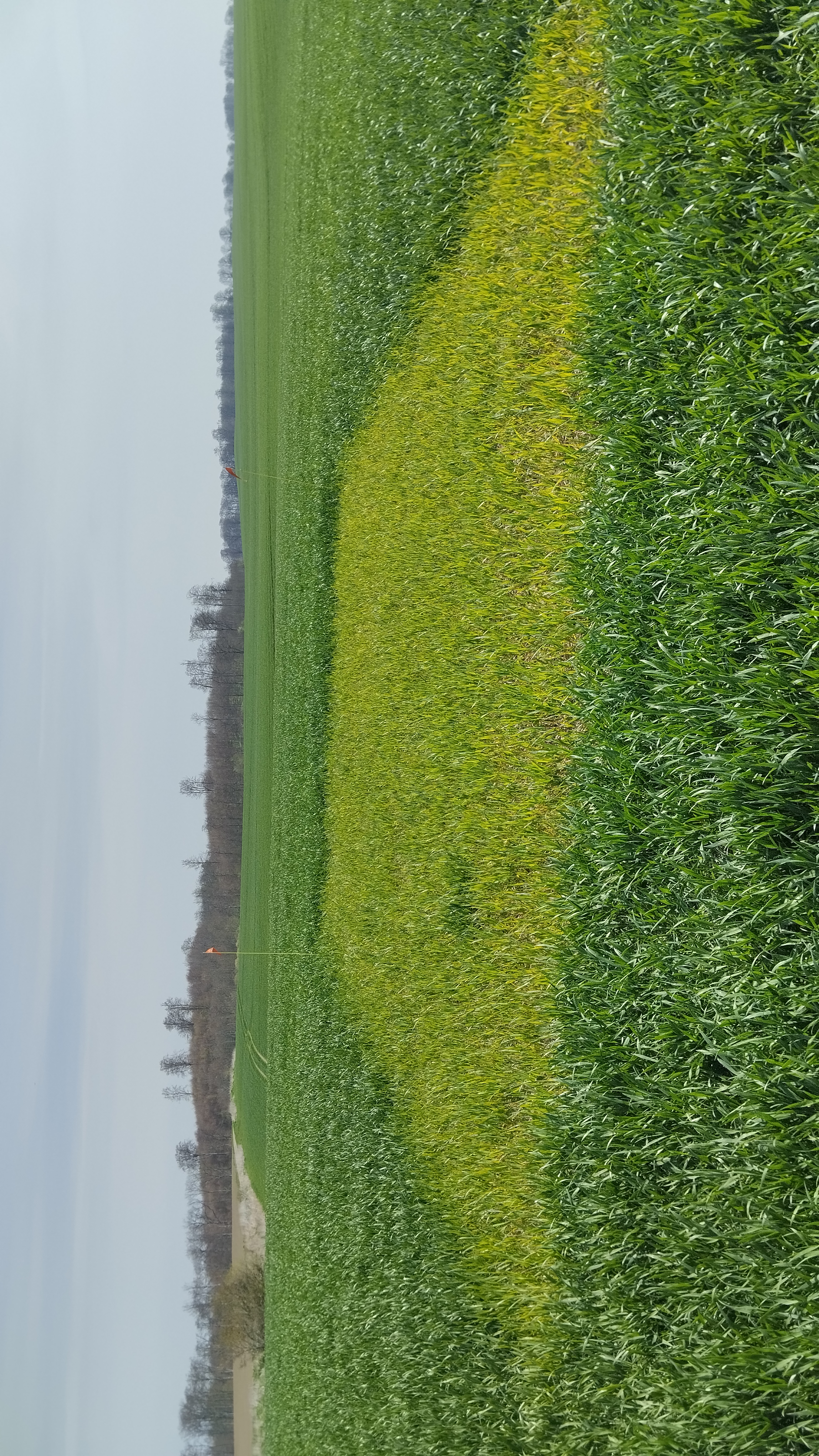 Charlottenlund 1 &auml;r ett av f&auml;lten i Sk&aring;ne med lite st&ouml;rre kv&auml;veupptag i f&auml;ltet kombinerat med en nollruta som levererar l&aring;ga m&auml;ngder kv&auml;ve. 